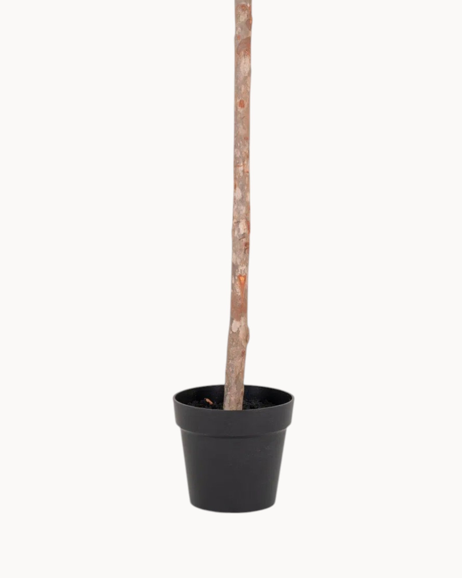 Künstlicher Olivenbaum – 150 cm, grünes Deko-Baum für Innen