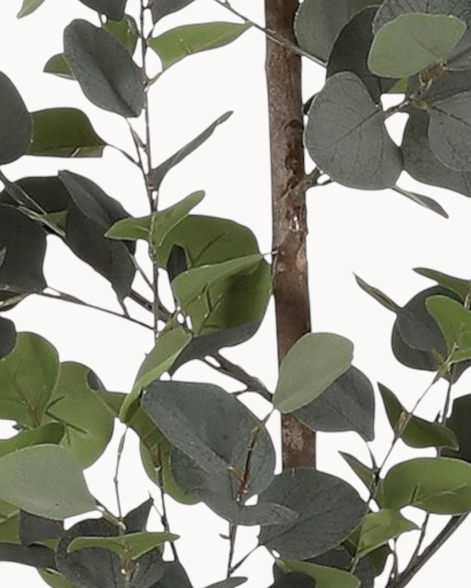 Mica Decorations – Künstliche Eukalyptuspflanze im Topf – Grün – H150 x Ø30 cm