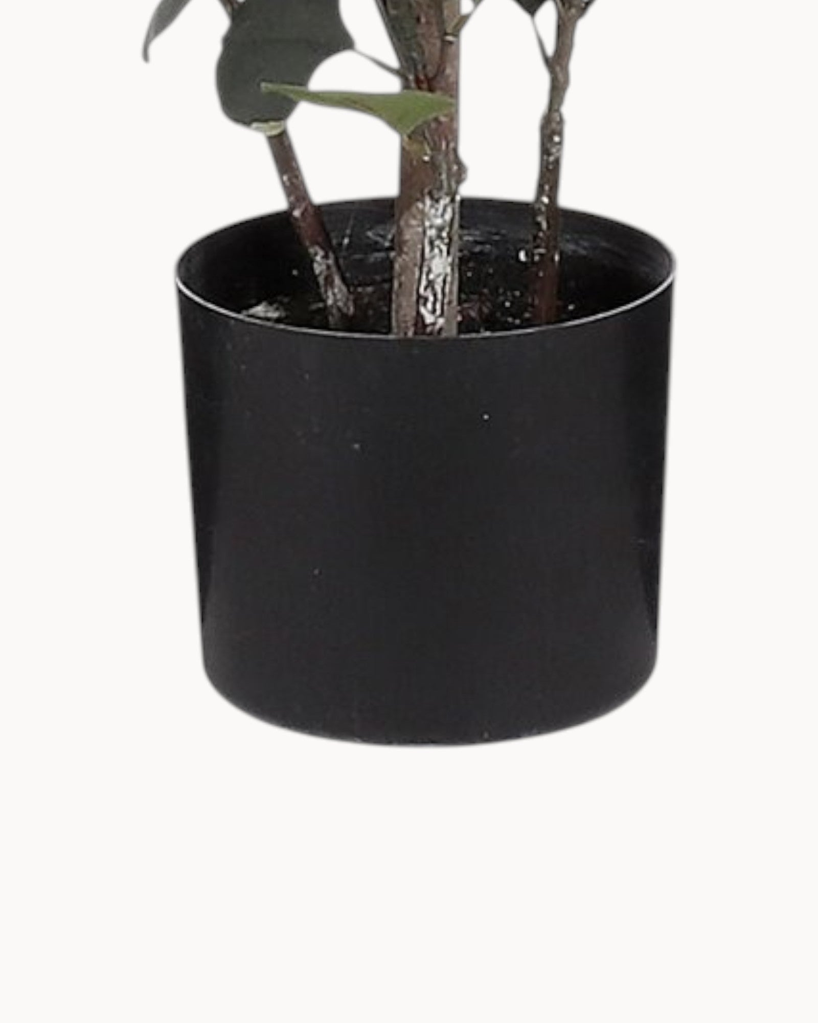 Mica Decorations – Künstliche Eukalyptuspflanze im Topf – Grün – H150 x Ø30 cm